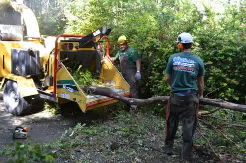 tree services Green Cove Springs